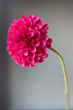 Pip Artificial Flowers Sweet Symphony -Chic Nest Deals Store img 8869