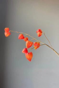 Pip Artificial Flowers Fall Beauty -Chic Nest Deals Store img 8891